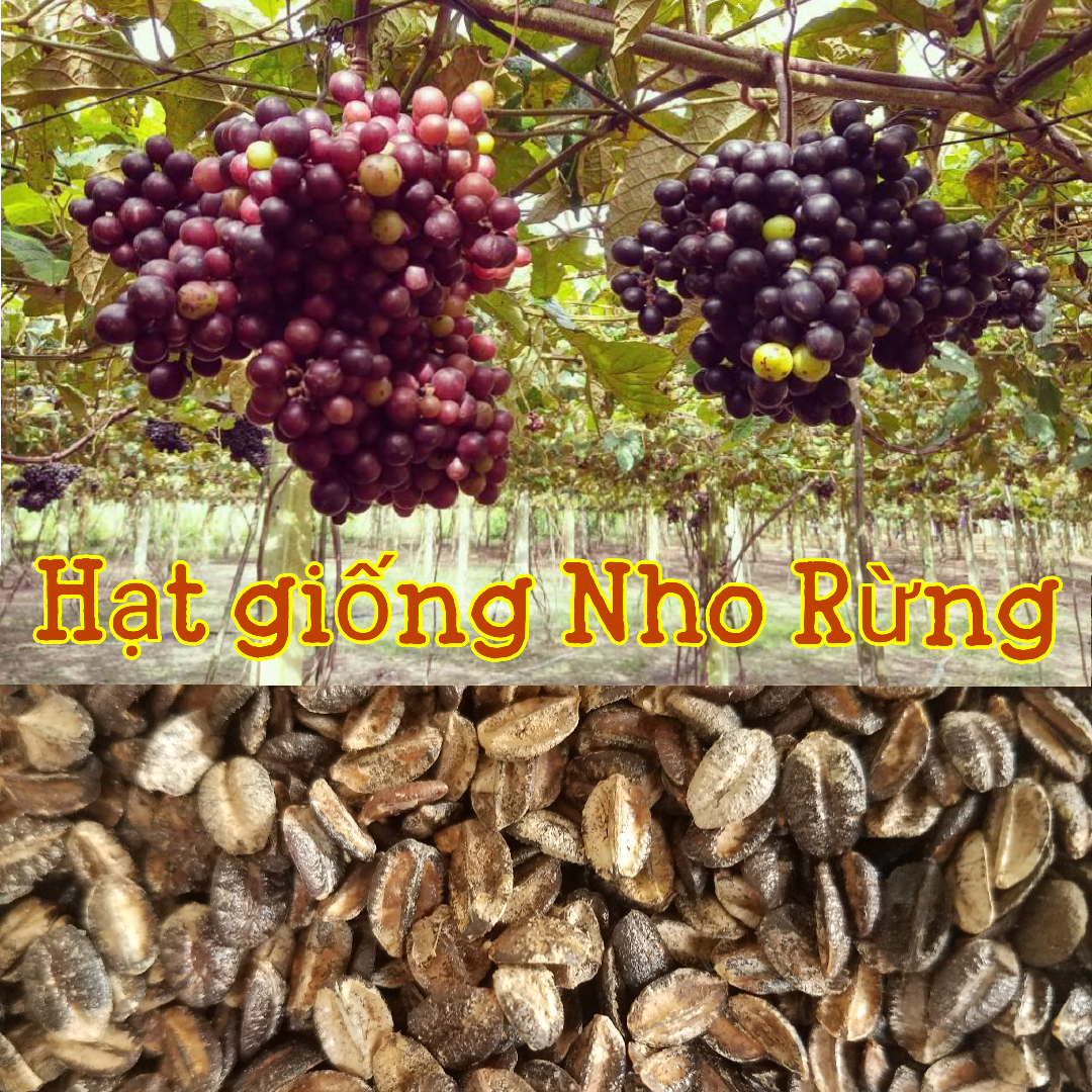 Cây Nho rừng
