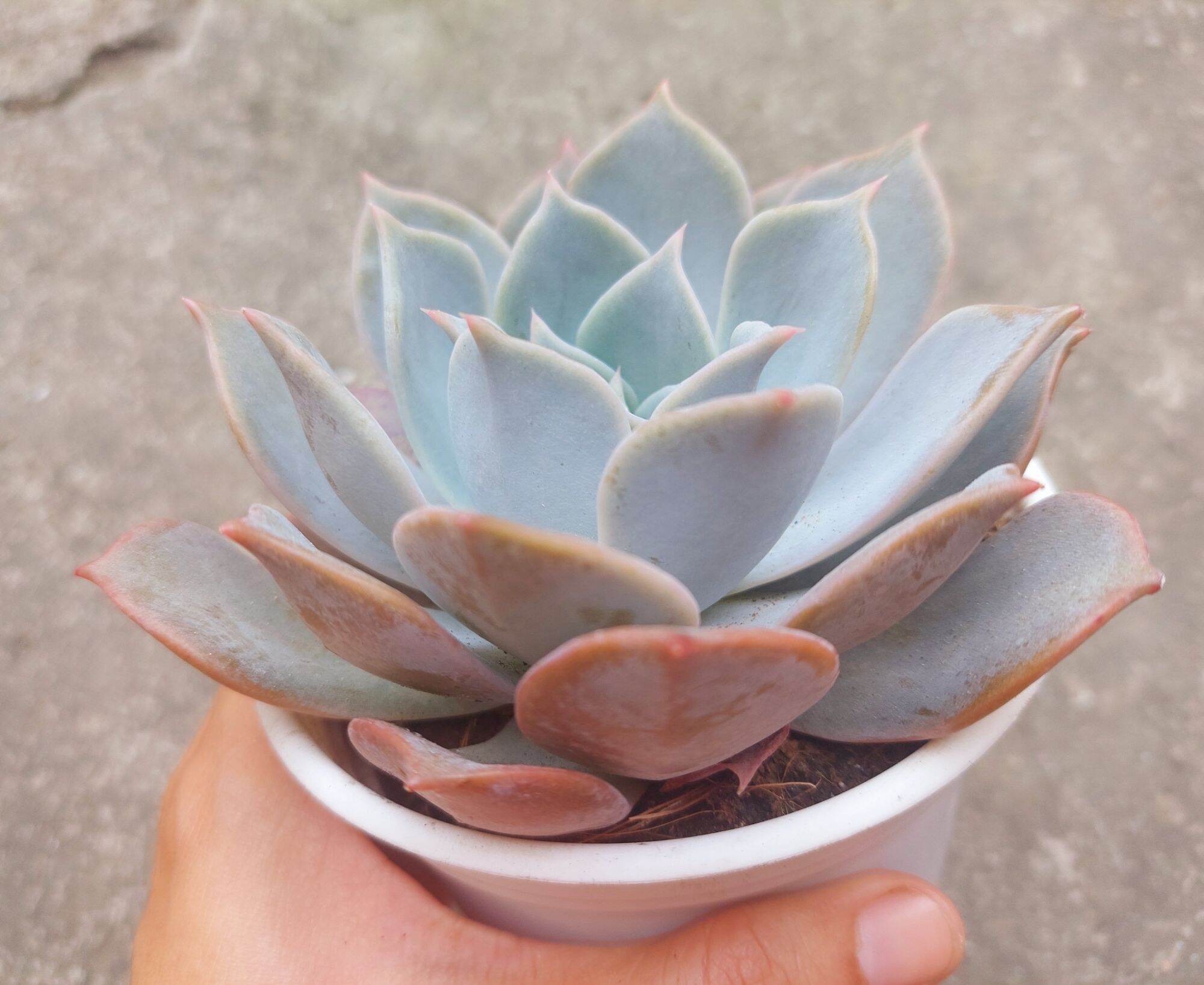 Sen đá hồng điệu size trung 8-10 cm
