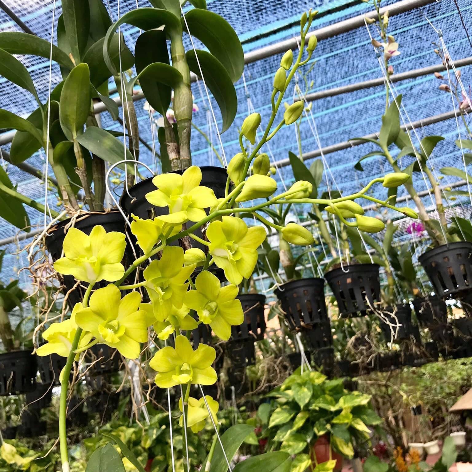(1 chậu) Hoa lan dendro xanh ngọc - hoa rất đẹp
