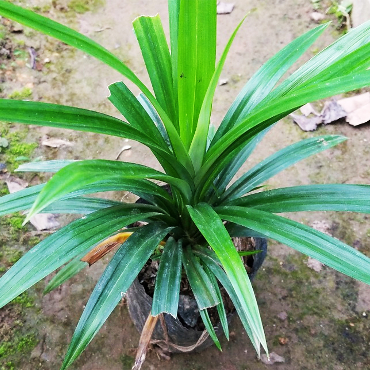 CÂY LÁ DỨA CÒN GỌI LÀ CÂY LÁ NẾP DÙNG TẠO HƯƠNG, TẠO MÀU THỰC PHẨM TỰ NHIÊN, AN TOÀN VÀ DỄ SỬ DỤNG