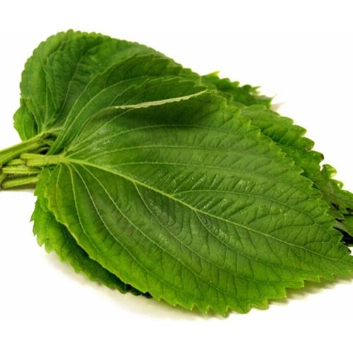 Bộ 2 Túi Hạt Giống Lá Vừng (mè ) Hàn Quốc. Mỗi Túi 0.5gram. Giá Khuyến Mại