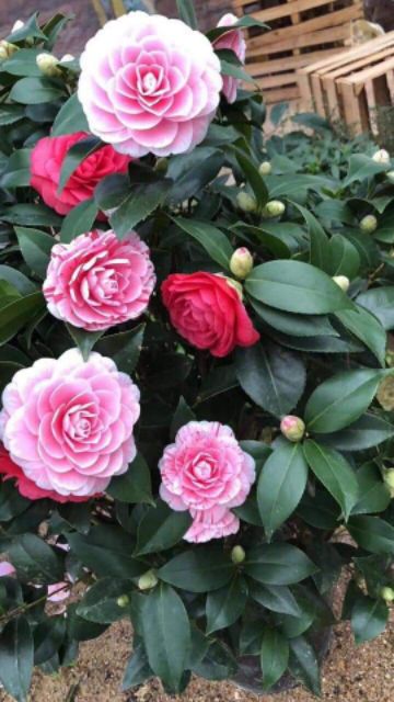 Cây Hoa Trà mi chậu bầu  - HTMB