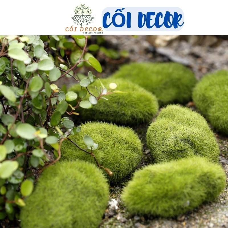 Tiểu cảnh mini để bàn, đồ tiểu cảnh mini, tiểu cảnh mini sen đá Terrarium ❤️ Viên đá rêu nhiều kích thước trang trí tiểu cảnh, sen đá, sân vườn, bể cá