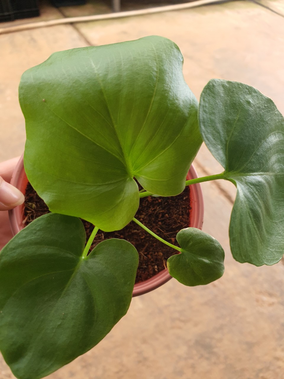 Trầu Bà Thanh Xuân cây con- Philodendron bipinnatifidum