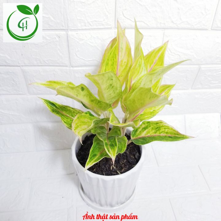 Cây Phú Quý Vàng_Thịnh Vượng Vàng_Lá vàng gân hồng_Cây để bàn_decor