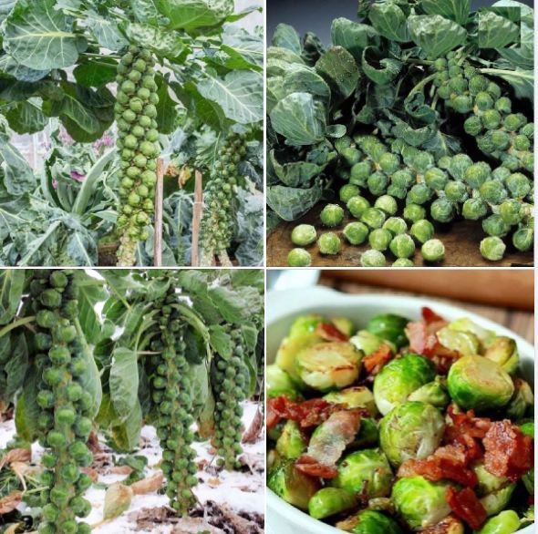 " Gói 50 "Hạt giống bắp cải tí hon xanh [Seeds]