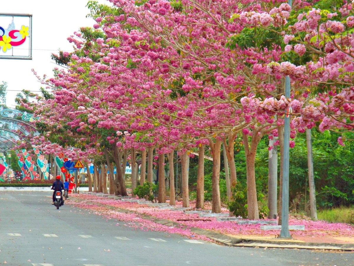 Combo 5 cây giống cây kèn hồng , cây siêu đẹp