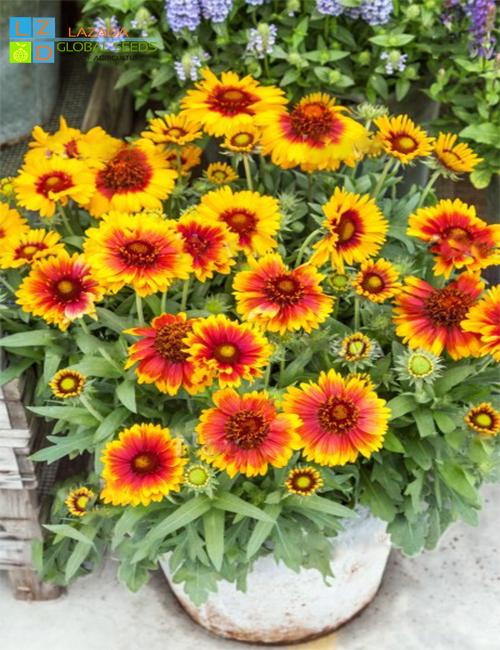 [HCM]GÓI 50 HẠT _CÚC CÔNG CHÚA F1 30CM (Gaillardia aristata)_TẶNG 1 GÓI PHÂN 10GRAM.