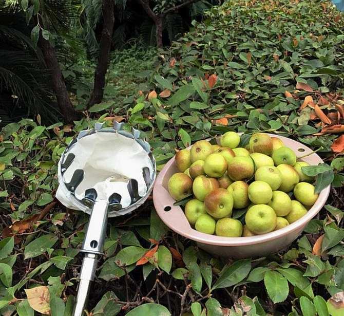 [Flash Sale] Dụng cụ hái quả, bứt trái cây có giỏ đựng