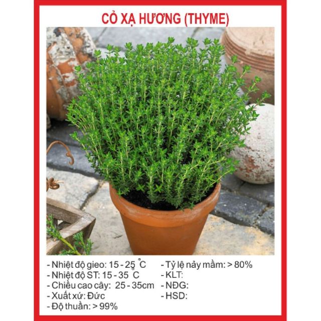 Hạt giống Cỏ Xạ Hương