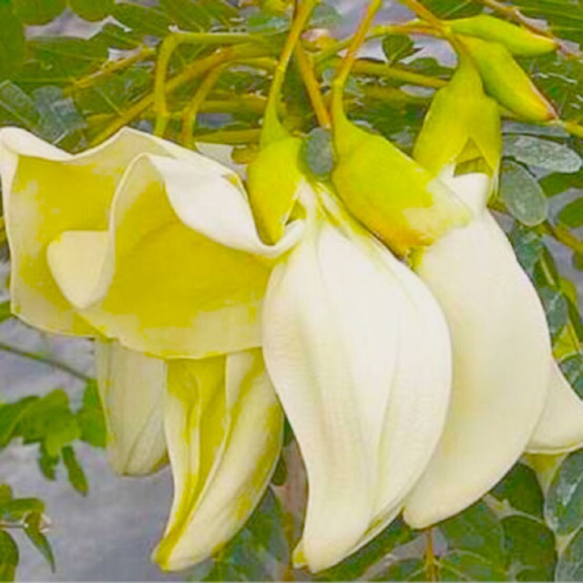 Hạt Giống Bông So Đũa Móng Chim (Bông Lớn)