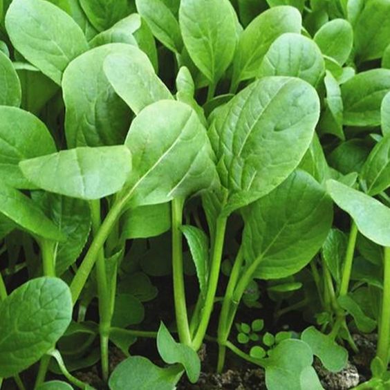 Hạt giống rau cải ngọt - ăn ngon, dễ trồng, năng suất cao