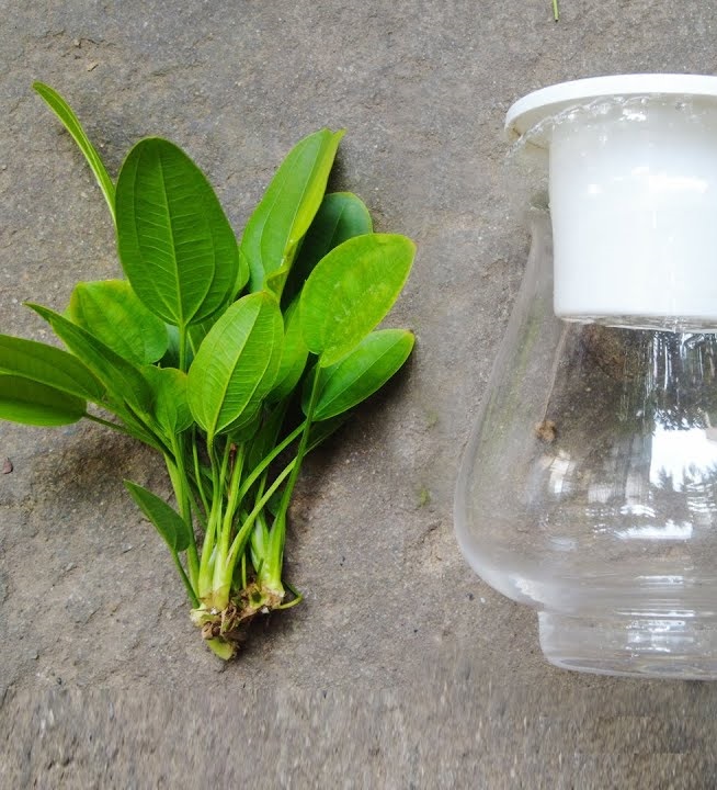 Bách thủy tiên trang trí bể thủy sinh dễ trồng không cần CO2