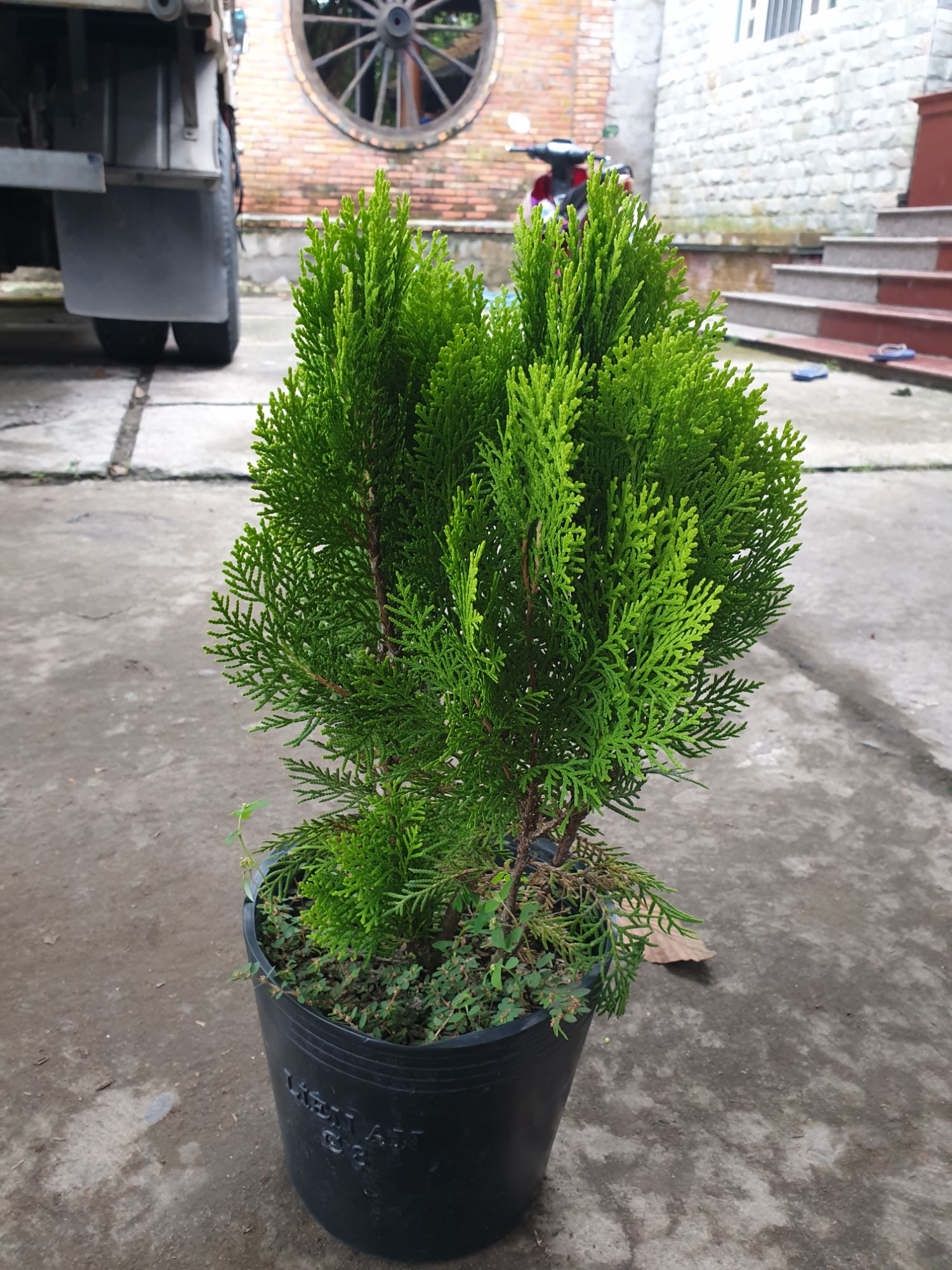 cây trắc bách diệp