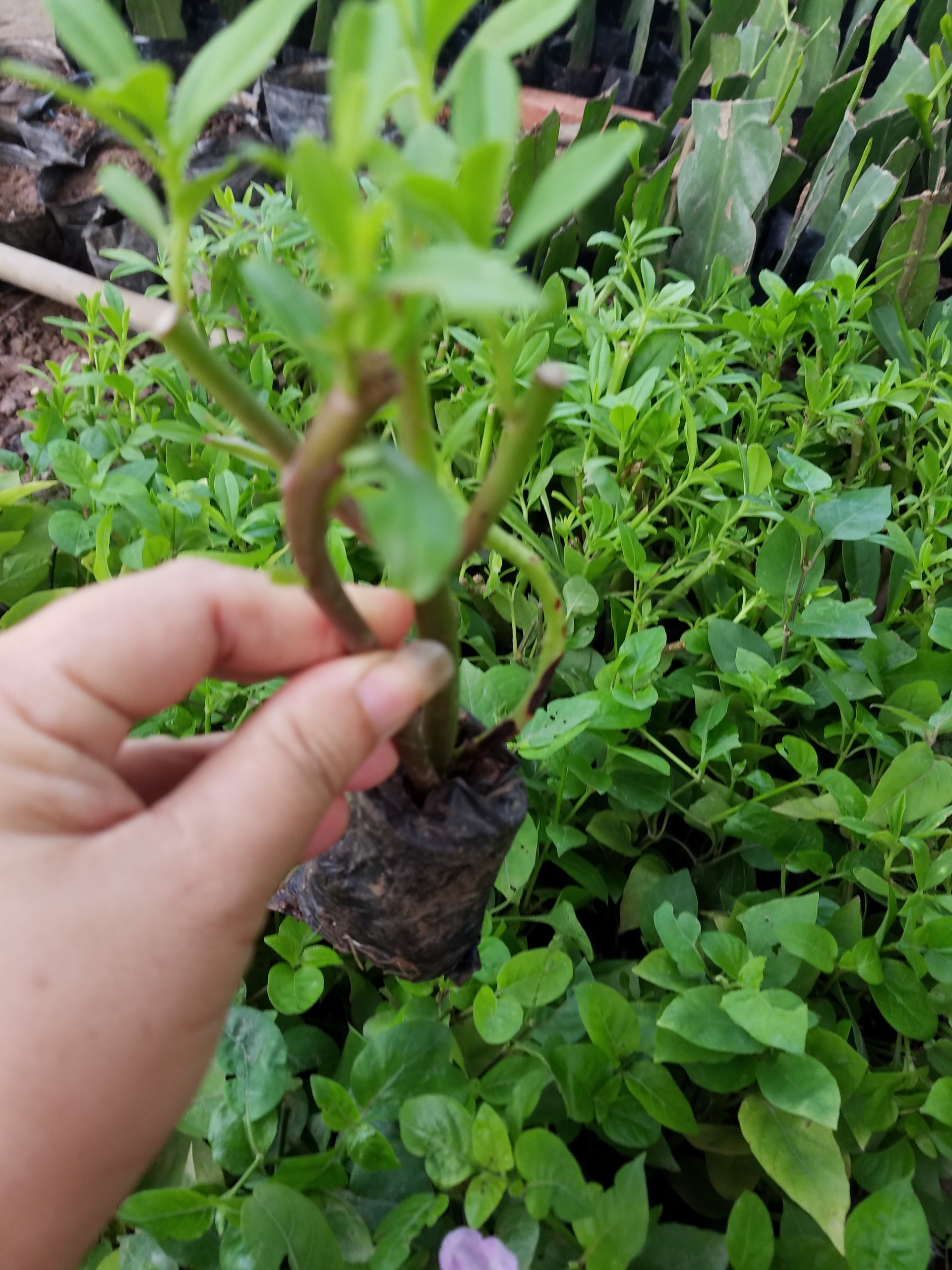 Combo 3 loai rau rừng ( Cải nhật, ngót nhật, sâm đất )