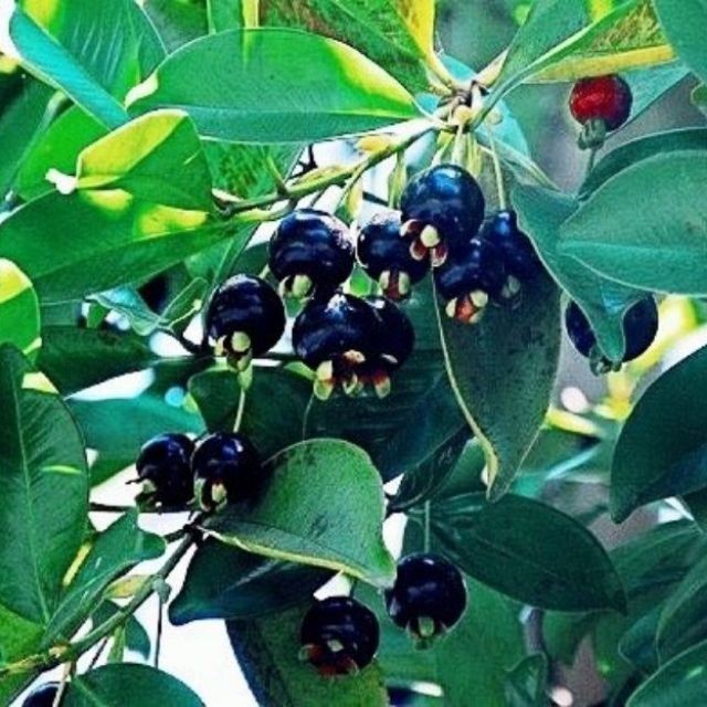 AoizLRrxbvSNuf9x0BqA_simg_d0daf0_800x1200_max.jpg