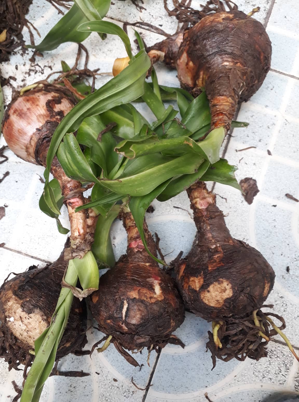 Cây giống trinh nữ hoàng cung - 4 củ giống
