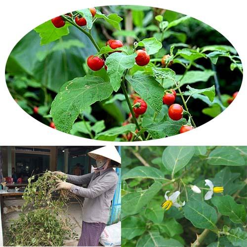 [HCM]Gói 1g -Hạt giống thảo dược: Cà Gai Leo