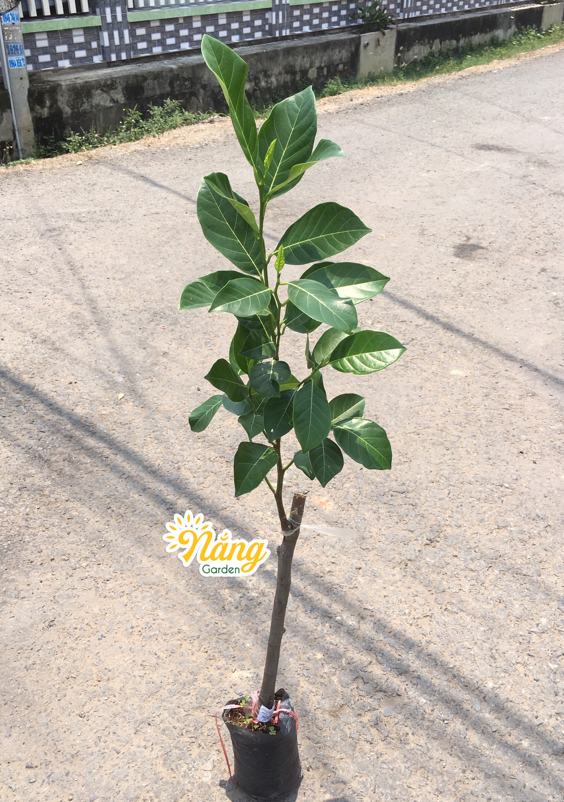 Cây Mít ruột đỏ sơ đỏ