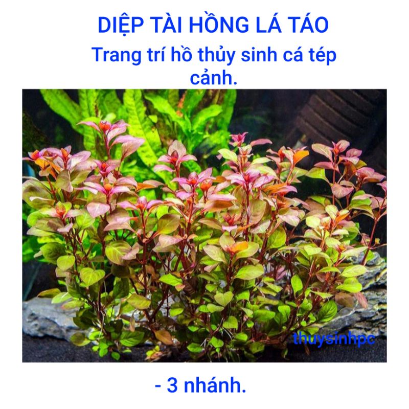 3 nhánh thủy sinh diệp hồng tài lá táo