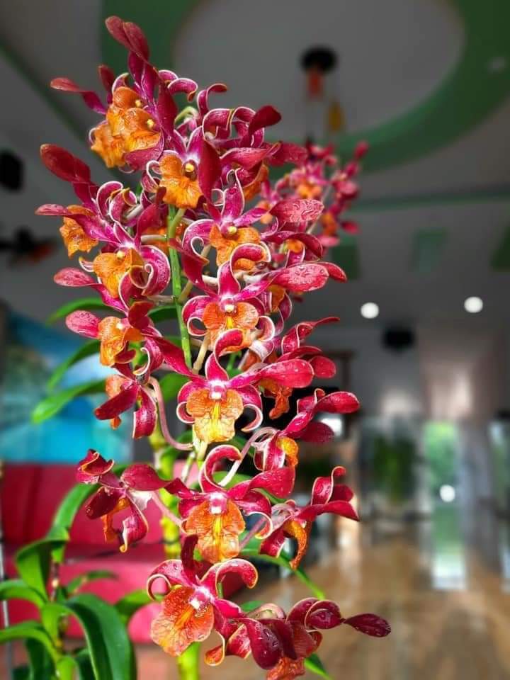 Hoa lan hoán long cây giống