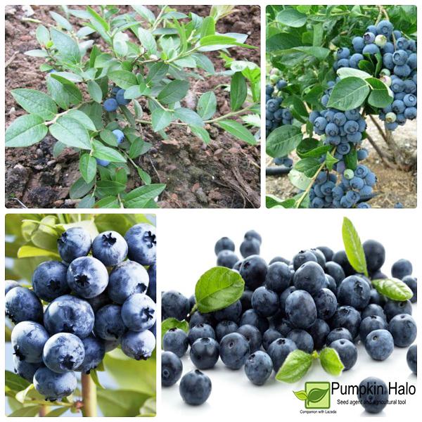 [HCM]Gói 30h Hạt Giống Quả Việt Quất (Vaccinium corymbosum) .