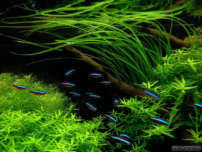 HẸ THẲNG - Vallisneria americana (12 cây)