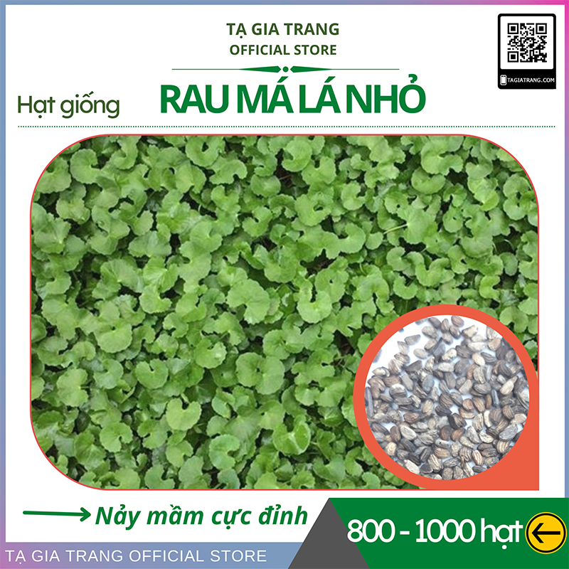 Hạt giống rau má ta