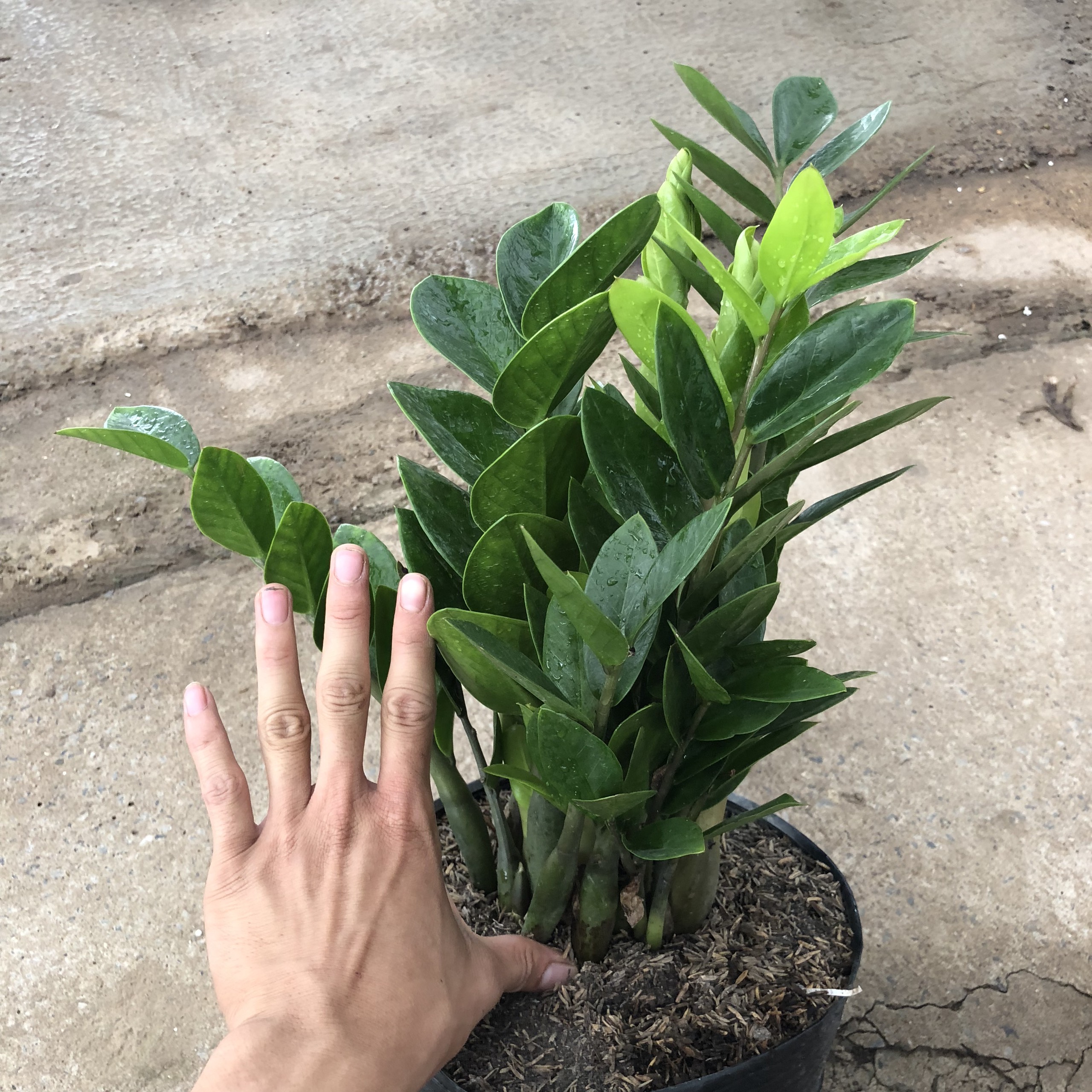 Cây kim tiền size vừa phong thủy, Chiều cao 40cm bụi cây to khỏe xanh tốt đầy sức sống, thích hợp trang trí nội thất