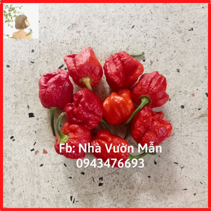 1 trái ớt trinidad red