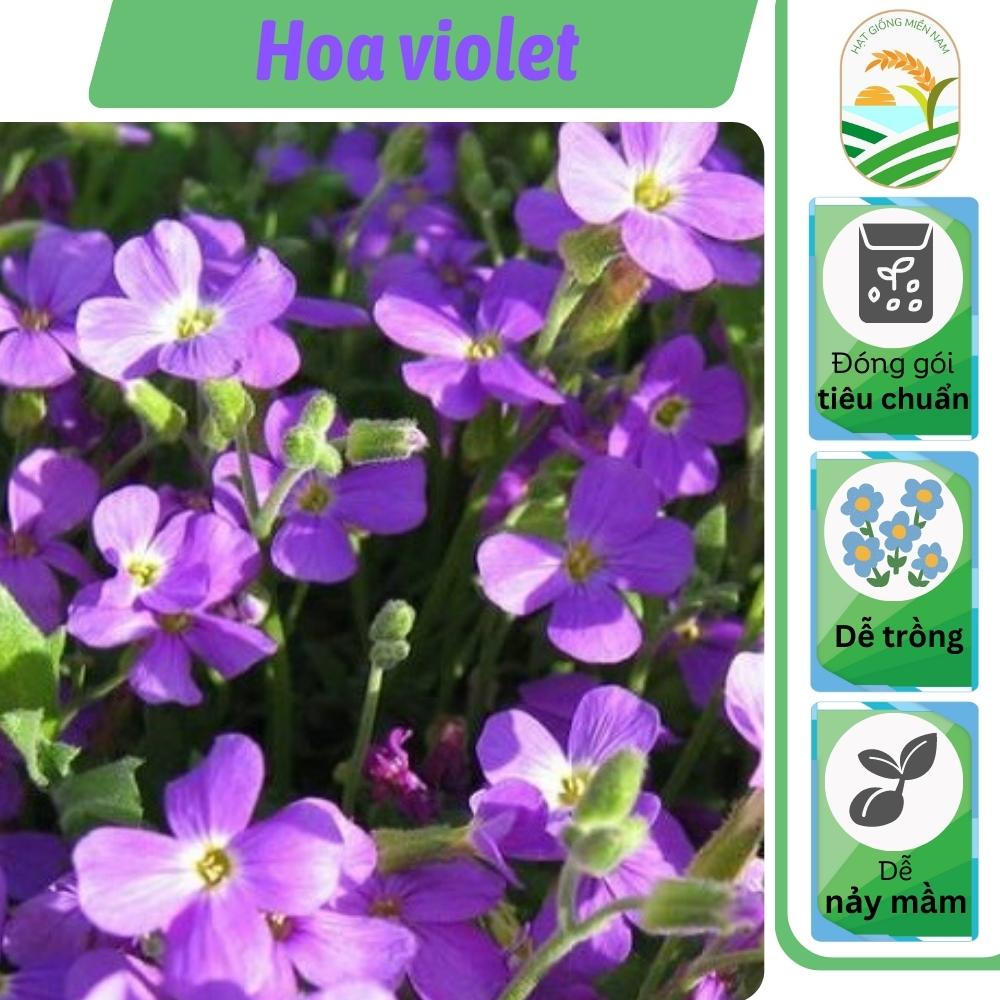 Hạt giống hoa violet - gói 0,1 gam