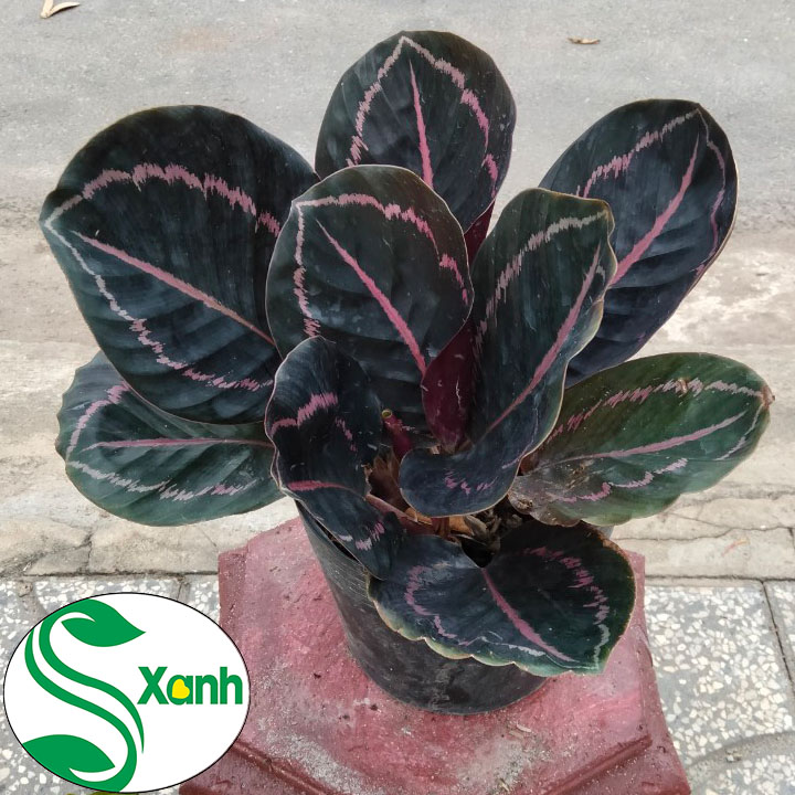 Cây Đuôi Công Tím