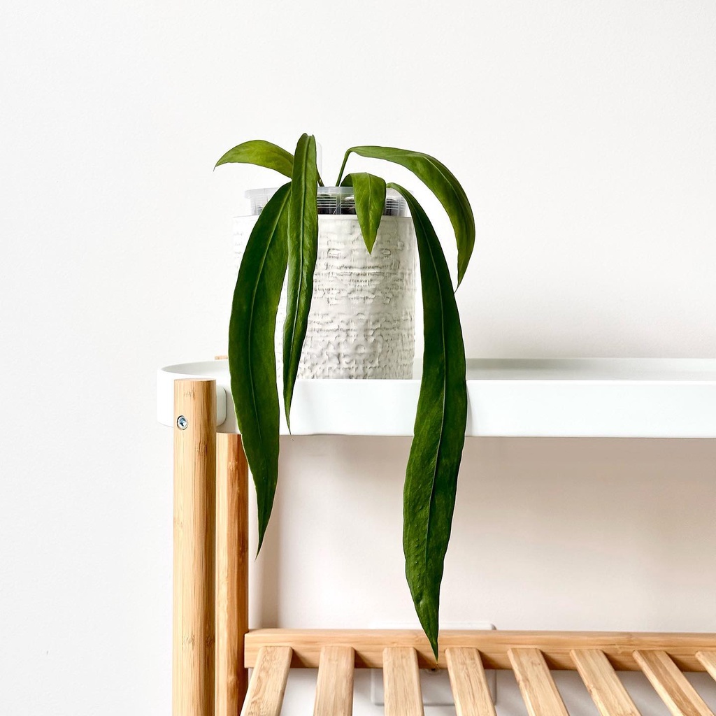 Cây Anthurium Vittarifolium - Hồng Môn Vittarifolium Decor cho các tín đồ minimalism