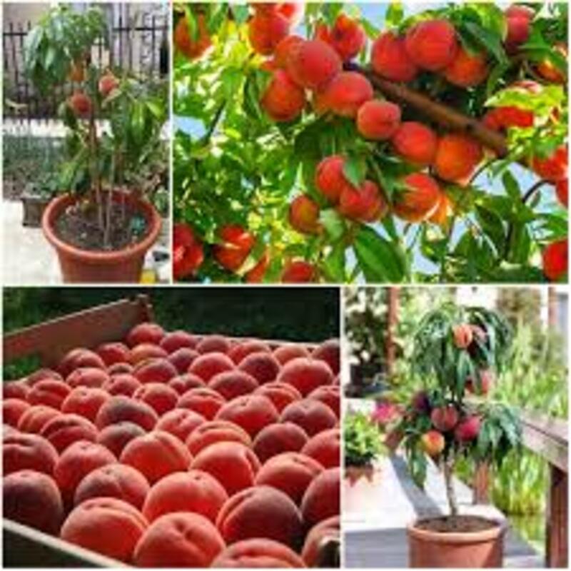 Cây giống ĐÀO TIÊN NHẬT BẢN - cây giống F1