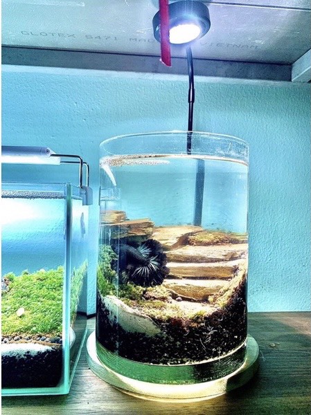 Đá bậc thang trang trí tiểu cảnh, bình terrarium, non bộ, bể cá