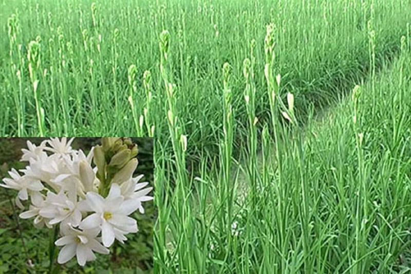 T63yqttoqGhGb46FYH8Q_simg_d0daf0_800x1200_max.jpg