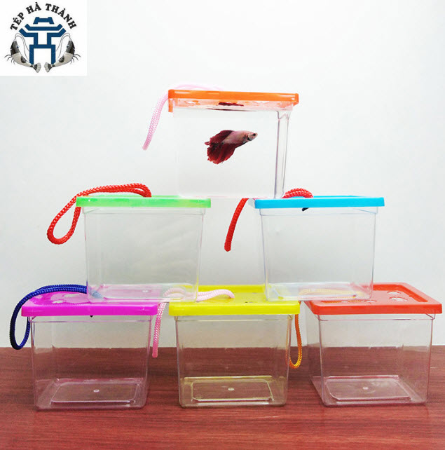 Hộp nhựa hũ đựng cá betta - cốc nuôi cá mini