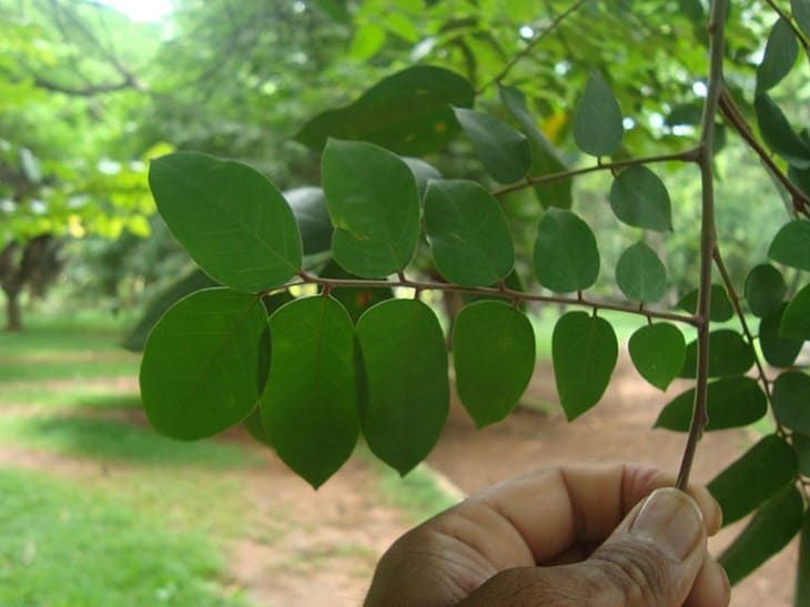 Lá khế tươi 500g,1kg