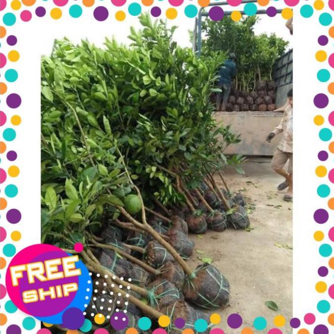 Cây giống bưởi diễn chiết - hàng chuẩn f1