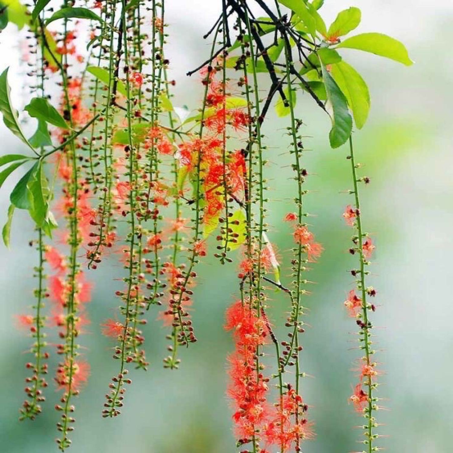 Cây giống lộc vừng