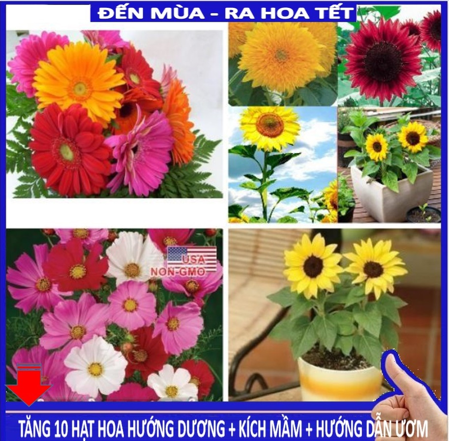 Od combo 3 gói x 20 hạt giống hoa hướng dương mix đồng tiền kép mix sao nháy TÁCH GÓI TÚI ZIP