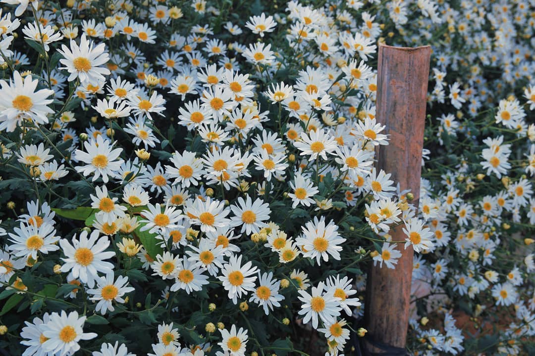 Tìm hiểu với hơn 107 hình nền hoa cúc dại trắng mới nhất  thdonghoadian