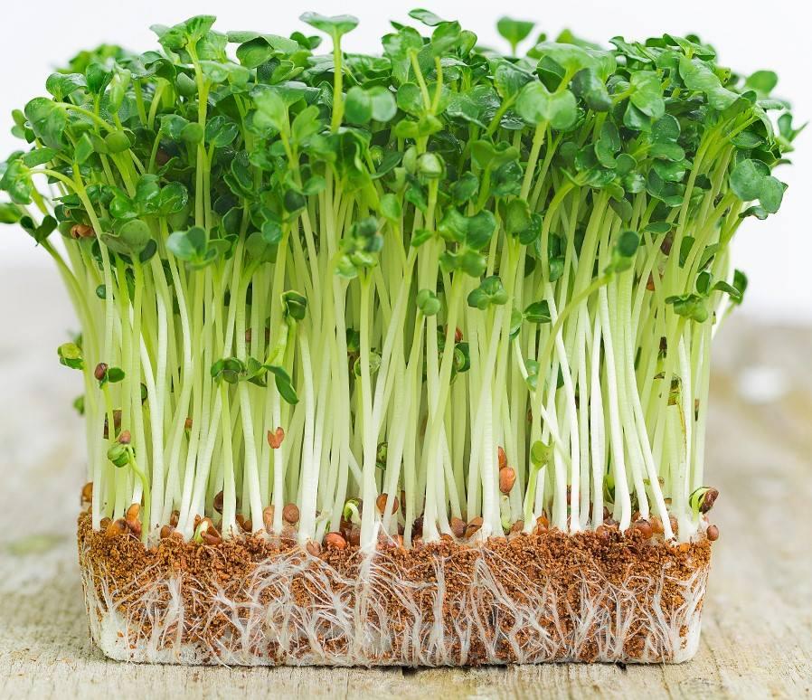 Hạt giống rau mầm đậu hà lan phú nông giàu dinh dưỡng- gói 50g