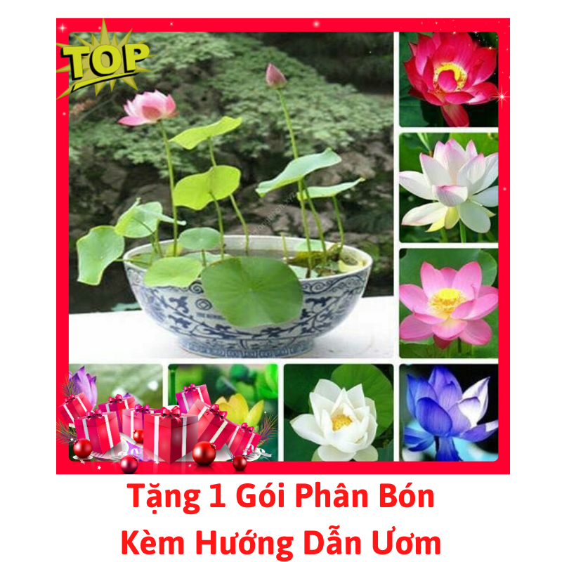 [Lấy mã giảm thêm 30%] Gói Hạt Giống Sen Nhật Mini (Đã Mài Sẵn Đầu Hạt) - Tặng Phân Bón