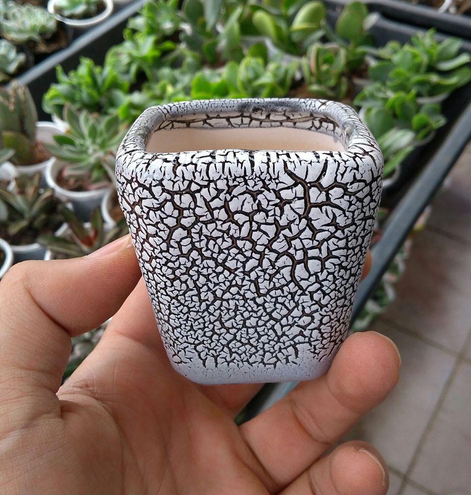 Chậu trồng cây cảnh: Mẫu sứ vuông rạn