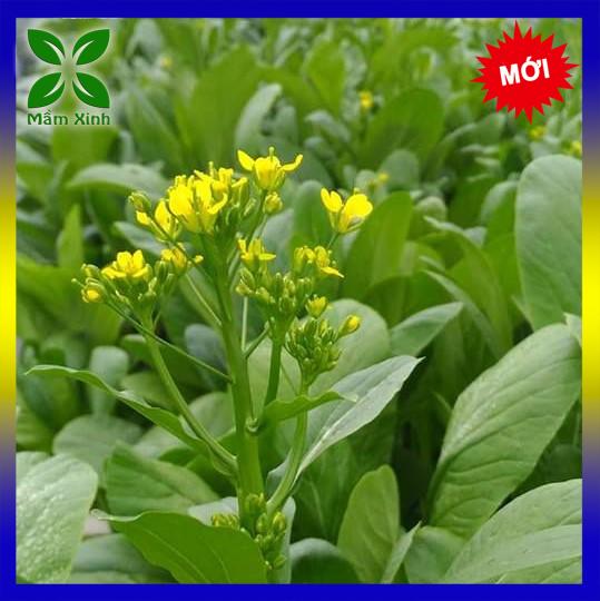 Hạt Giống Cải Ngọt Ăn Bông Hong Kong, Cải Ngồng Gói 20gr