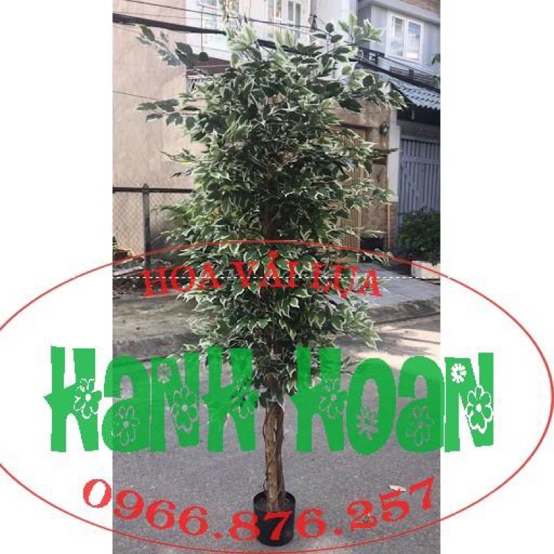 Sỉ 10 Cành lá si xanh viền  trắng làm cây si giả - cây lá giả