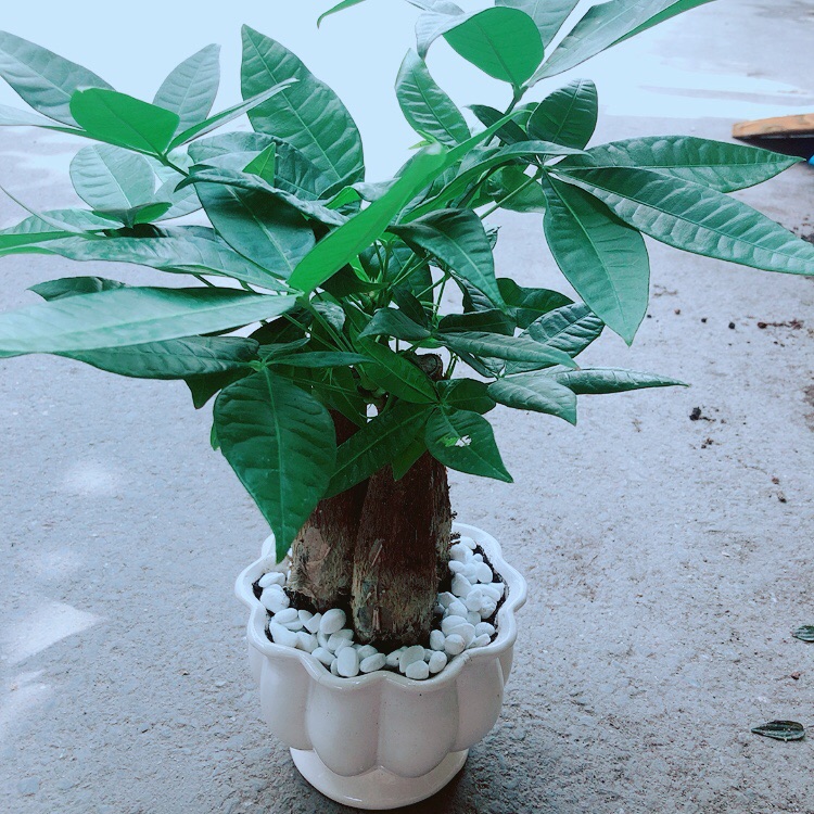 Chậu kim ngân 3 thân size lớn