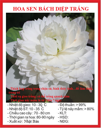 Hạt giống hoa sen bách diệp trắng - gói 5 hạt
