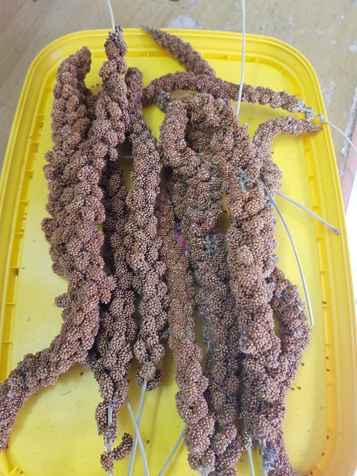 Hạt kê chùm gói 1kg